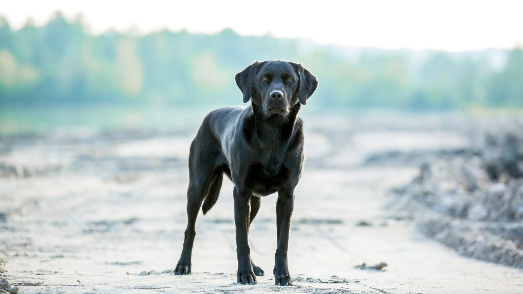 Kleuren en soorten Labradors: Zwarte Labrador Retriever