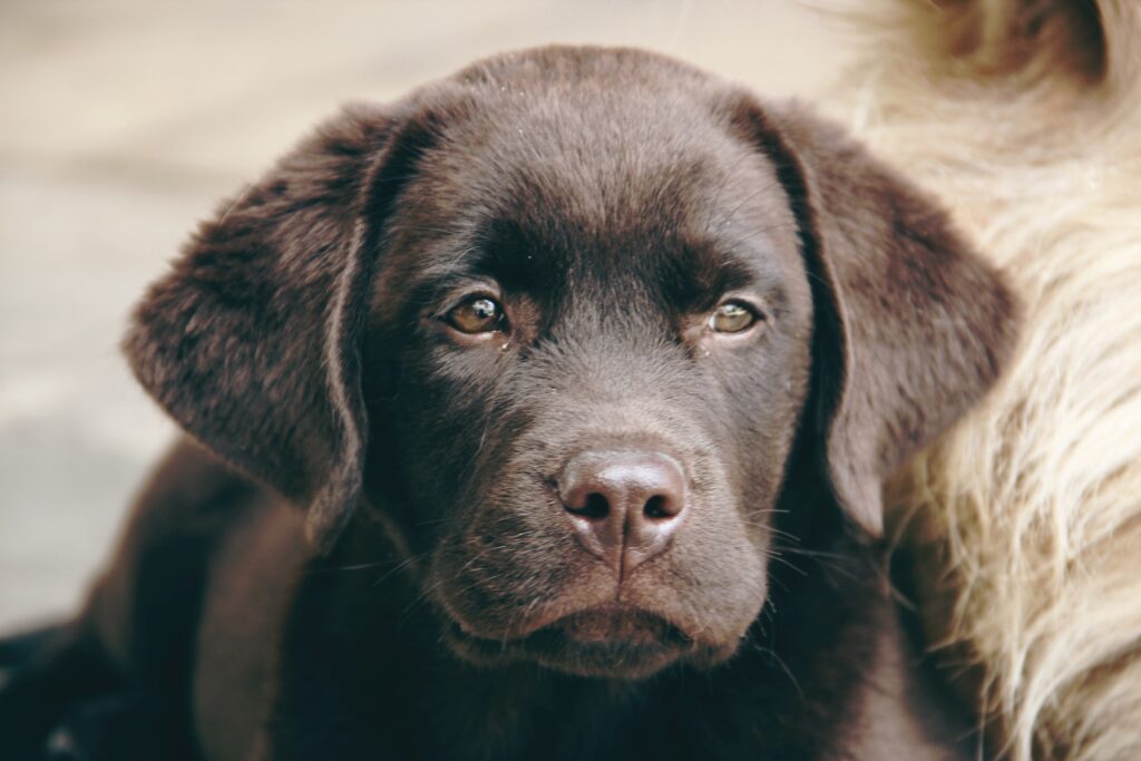 Opvoeding Labrador pup 